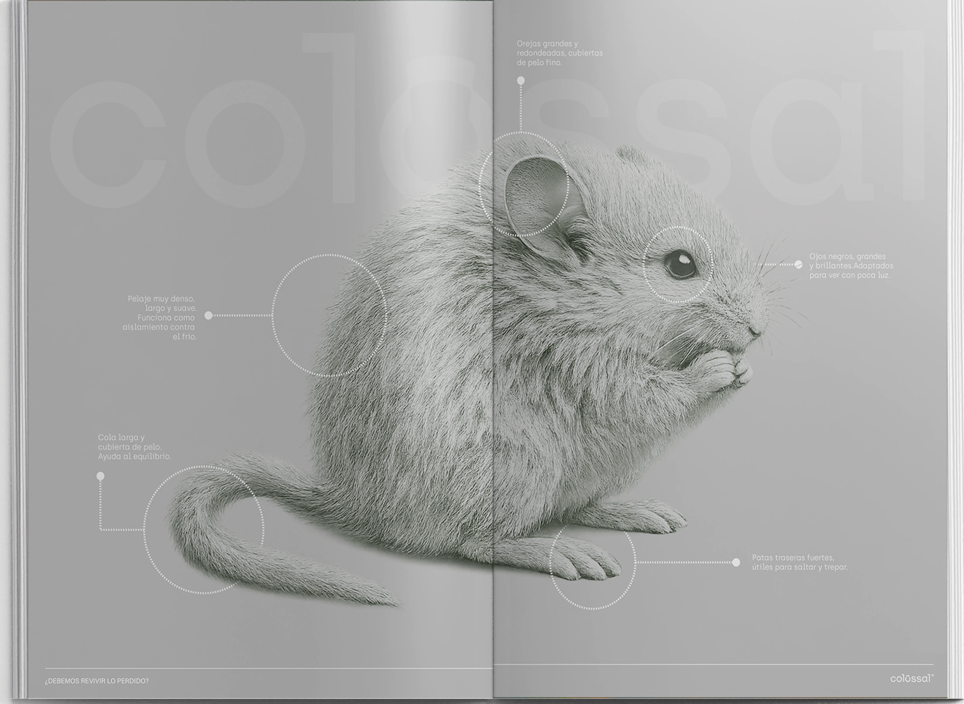 Pliego de revista abierto con raton lanudo, tono blanco y fondo gris